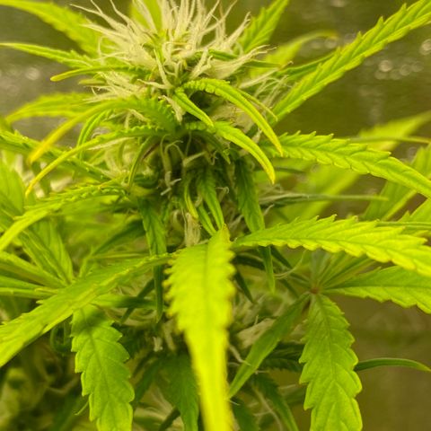 Cindy growlog timeline photo