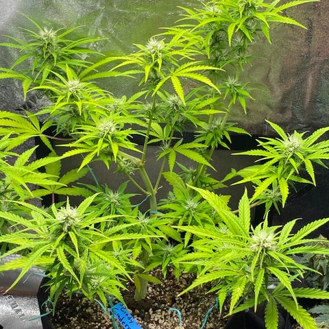 Cindy growlog timeline photo
