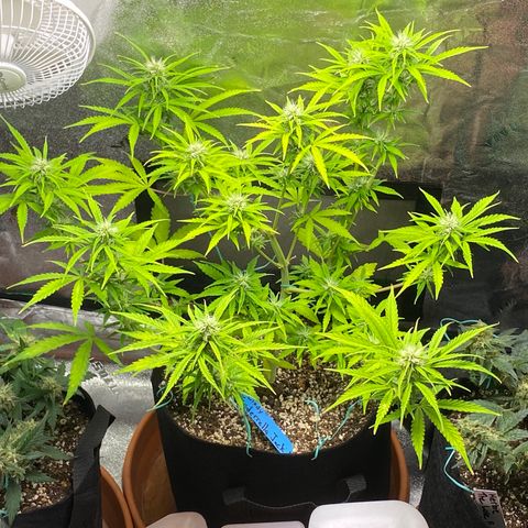 Cindy growlog timeline photo