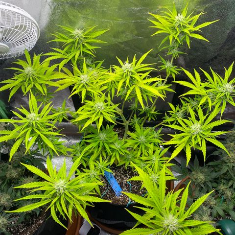 Cindy growlog timeline photo