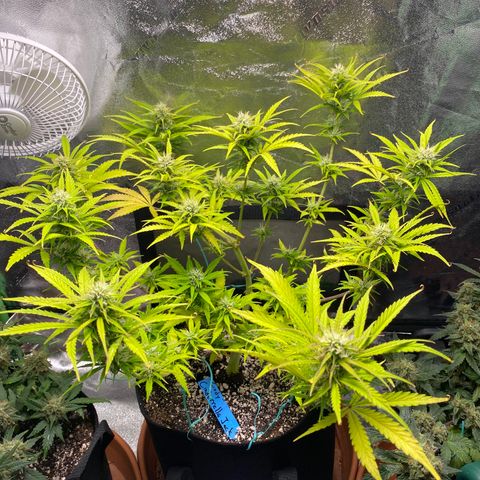 Cindy growlog timeline photo