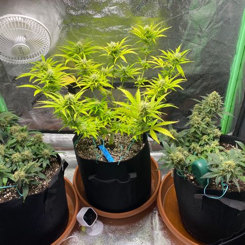 Cindy growlog timeline photo