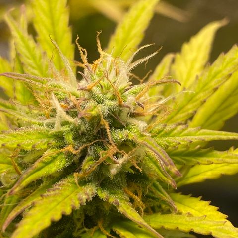 Cindy growlog timeline photo