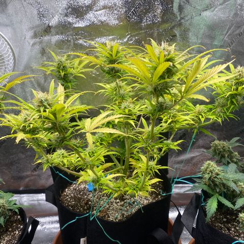 Cindy growlog timeline photo