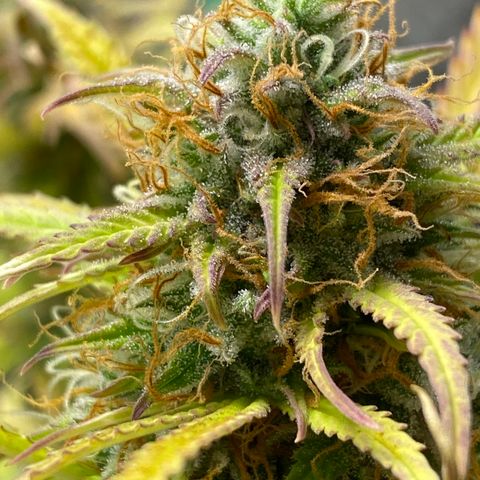 Cindy growlog timeline photo