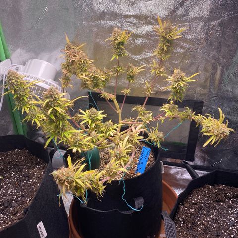 Cindy growlog photo: Took pics of the new plants. No water, no nutrs
