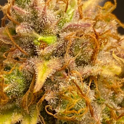 Cindy growlog timeline photo