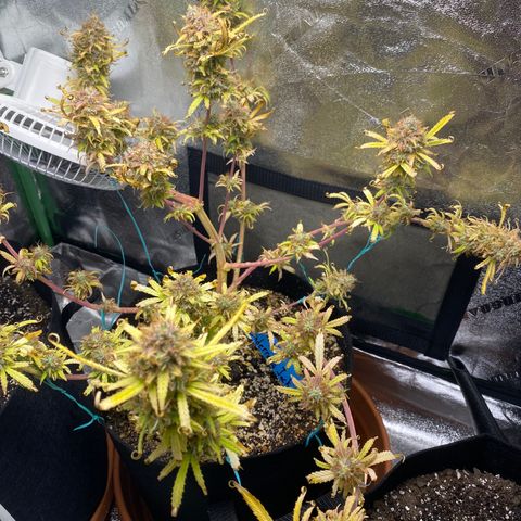 Cindy growlog timeline photo