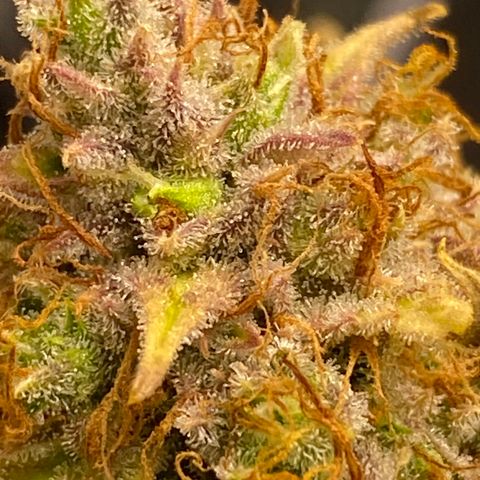 Cindy growlog timeline photo