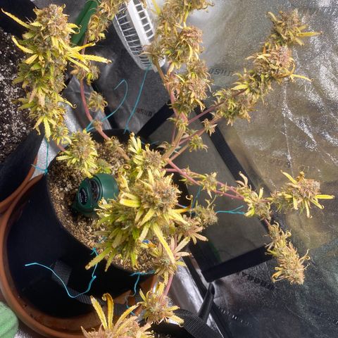 Cindy growlog timeline photo