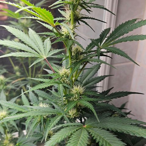 #1 Northern Light Automatic  growlog timeline photo