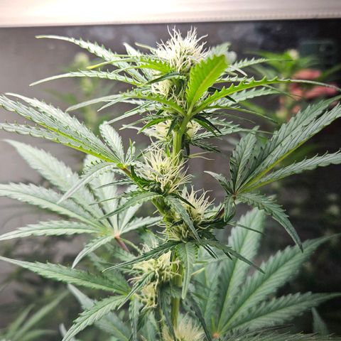 #1 Northern Light Automatic  growlog timeline photo