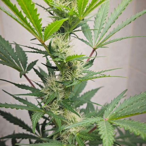 #2 Northern Light Automatic growlog timeline photo