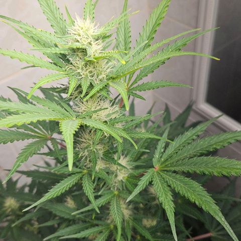 #2 Northern Light Automatic growlog timeline photo