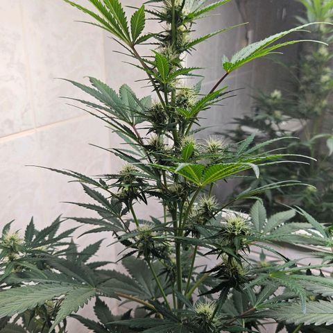 #2 Northern Light Automatic growlog timeline photo