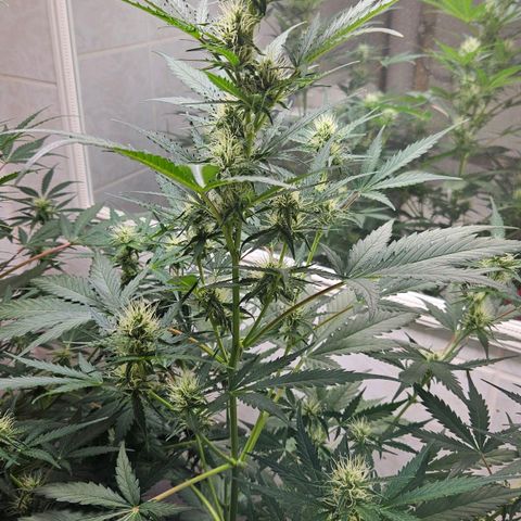 #1 Northern Light Automatic  growlog timeline photo