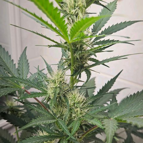 #1 Northern Light Automatic  growlog timeline photo