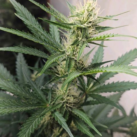 #1 Northern Light Automatic  growlog timeline photo