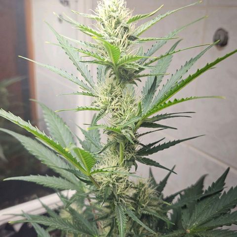 #1 Northern Light Automatic  growlog timeline photo