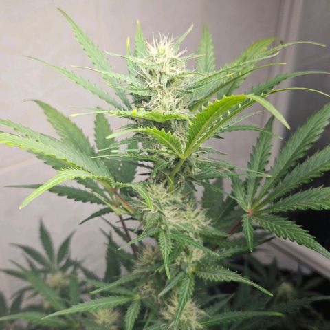 #2 Northern Light Automatic growlog timeline photo