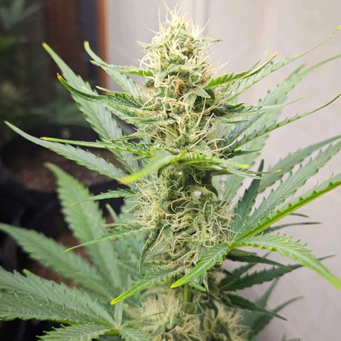 #2 Northern Light Automatic growlog timeline photo