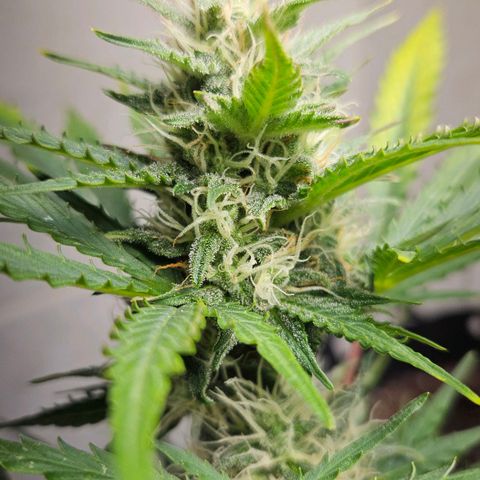 #1 Northern Light Automatic  growlog timeline photo