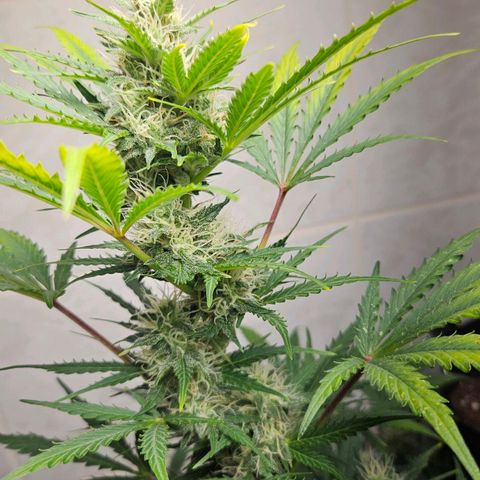#1 Northern Light Automatic  growlog timeline photo