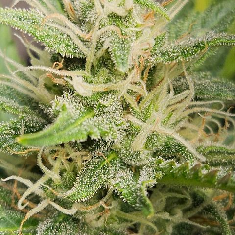 #1 Northern Light Automatic  growlog timeline photo
