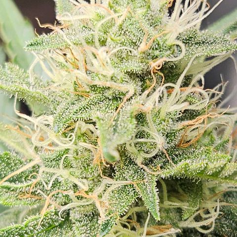 #2 Northern Light Automatic growlog timeline photo