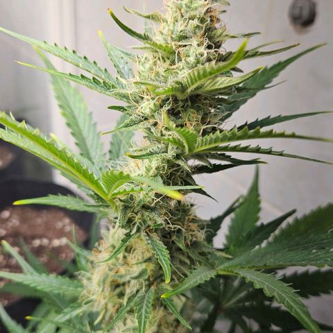 #1 Northern Light Automatic  growlog timeline photo