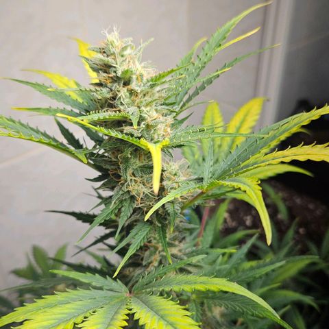 #2 Northern Light Automatic growlog timeline photo