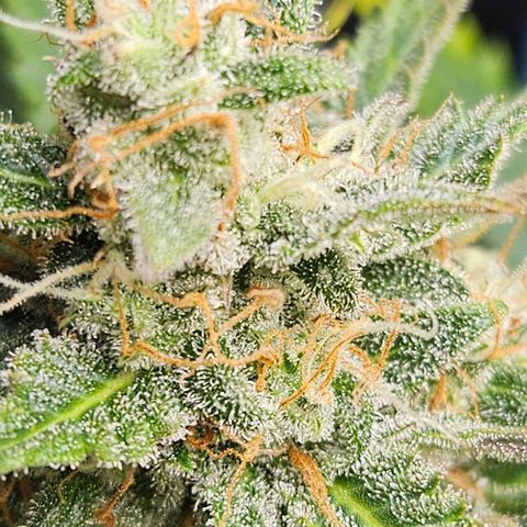 #1 Northern Light Automatic  growlog timeline photo