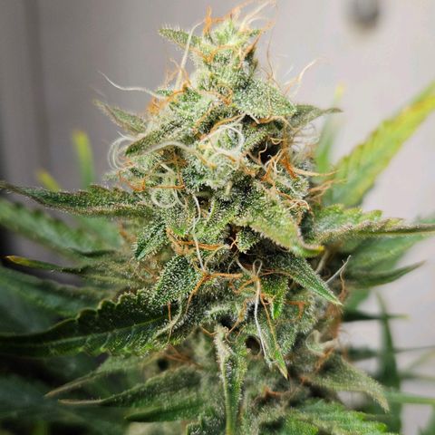 #2 Northern Light Automatic growlog timeline photo