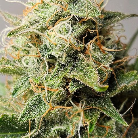 #2 Northern Light Automatic growlog timeline photo