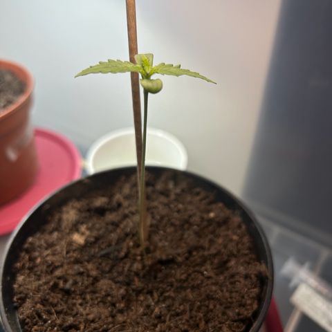 Durban Dew OutdoorKraut growlog timeline photo