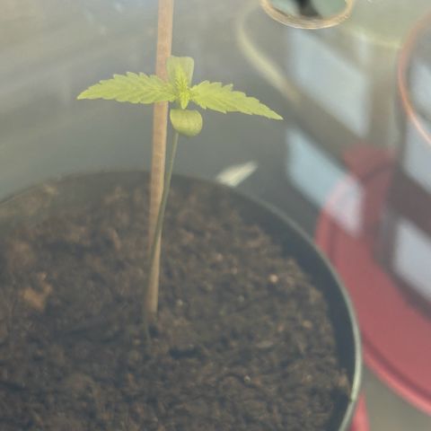 Durban Dew OutdoorKraut growlog timeline photo