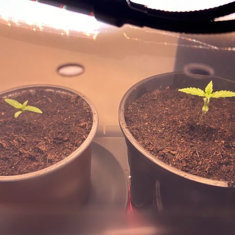 Durban Dew OutdoorKraut growlog timeline photo