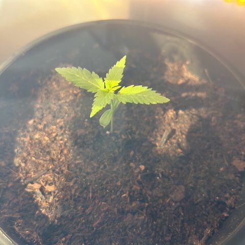 Durban Dew OutdoorKraut growlog timeline photo