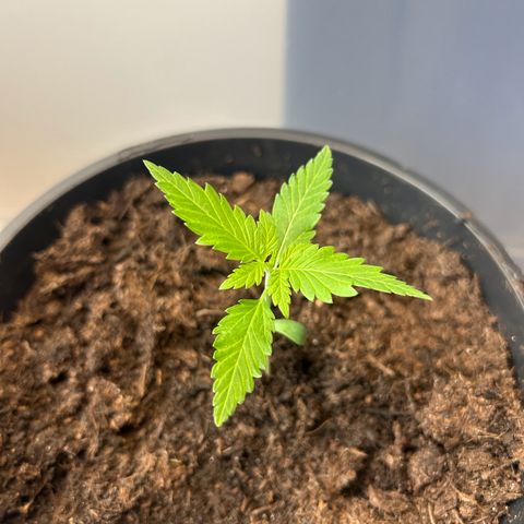 Durban Dew OutdoorKraut growlog timeline photo