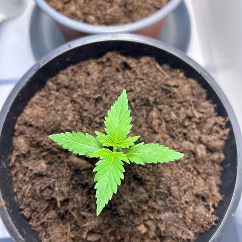 Durban Dew OutdoorKraut growlog timeline photo