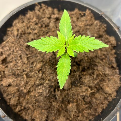 Durban Dew OutdoorKraut growlog timeline photo