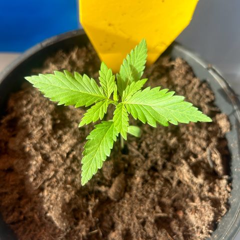 Durban Dew OutdoorKraut growlog timeline photo