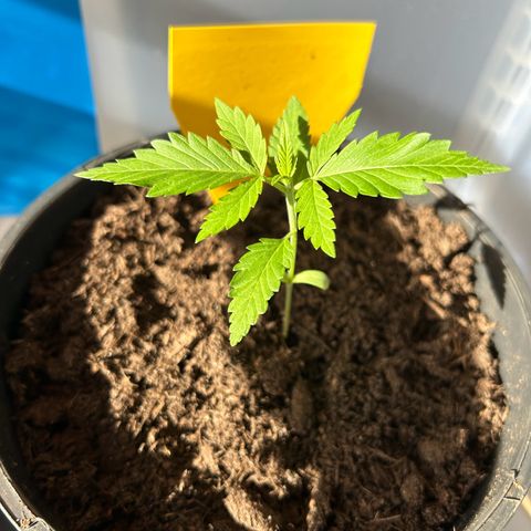 Durban Dew OutdoorKraut growlog timeline photo