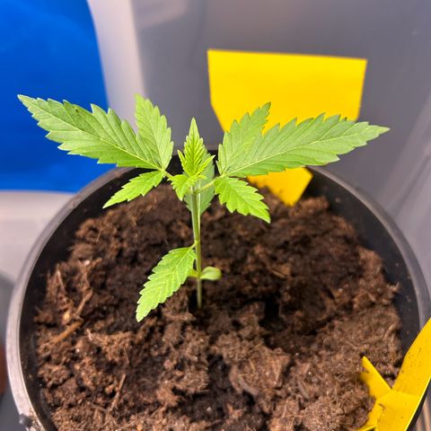 Durban Dew OutdoorKraut growlog timeline photo