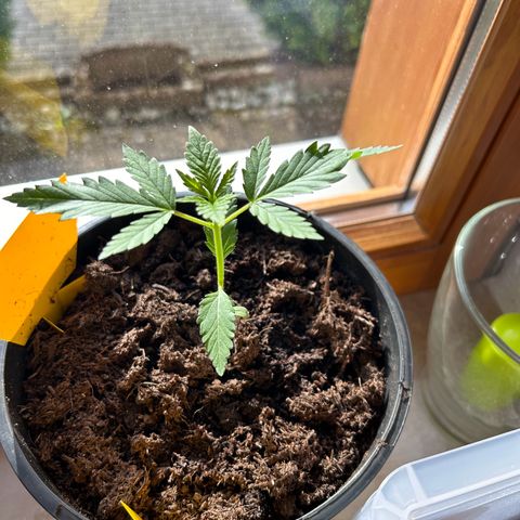 Durban Dew OutdoorKraut growlog timeline photo