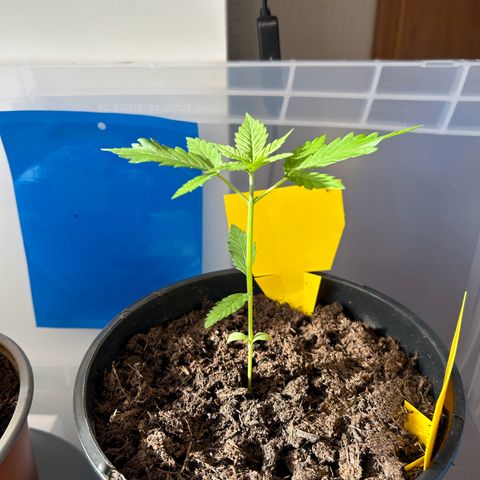 Durban Dew OutdoorKraut growlog timeline photo
