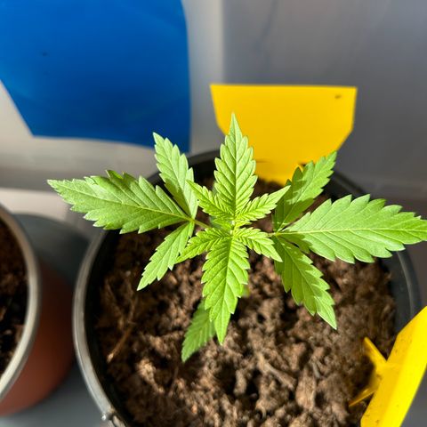Durban Dew OutdoorKraut growlog timeline photo