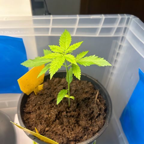 Durban Dew OutdoorKraut growlog timeline photo