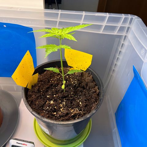 Durban Dew OutdoorKraut growlog timeline photo