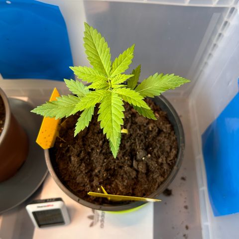 Durban Dew OutdoorKraut growlog timeline photo